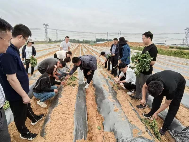 甘薯最新发展动态