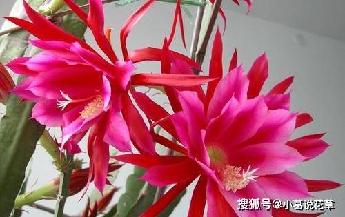 人造花缺点